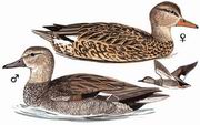 赤膀鸭 Gadwall