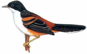 栗背奇鹛 Rufous-backed Sibia