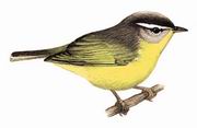 灰头鹟莺 Grey-headed Warbler