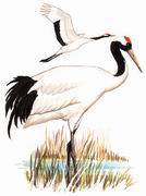 丹顶鹤 Red-crowned Crane
