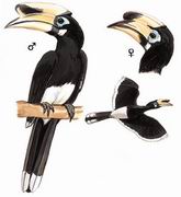 冠斑犀鸟 Oriental Pied Hornbill