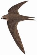 普通楼燕 Common Swift