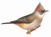 棕肛凤鹛 Rufous-vented Yuhina