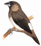 白腰文鸟 White-rumped Munia