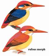 三趾翠鸟 Three-toed Kingfisher