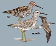 高跷鹬 Stilt Sandpiper