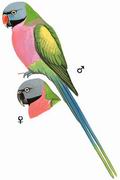 绯胸鹦鹉 Red-breasted Parakeet