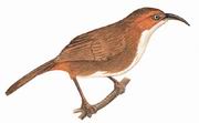 锈脸钩嘴鹛 Rusty-cheeked Scimitar Babbler