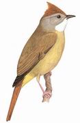 白喉冠鹎 White claroated Bulbul