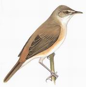 芦苇莺 Eurasian Reed-Warbler