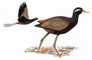 铜翅水雉 Bronze-winged Jacana