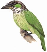 黄纹拟啄木鸟 Green-eared Barbet