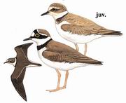 金眶鸻 Little Ringed Plover