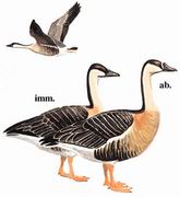 鸿雁 Swan Goose