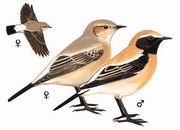 漠鵖 Desert Wheatear