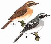 灰林鵖 Grey Bushchat