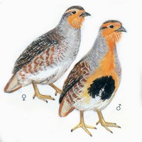 斑翅山鹑 Daurian Partridge