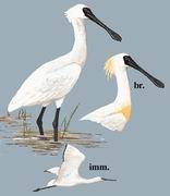 黑脸琵鹭 Black-faced Spoonbill