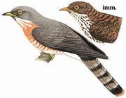 普通鹰鹃 Common Hawk Cuckoo