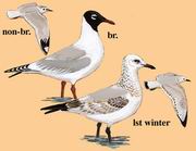 遗鸥 Relict Gull