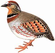 白眉山鹧鸪 White-necklaced Partridge