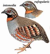 红喉山鹧鸪 Rufous-throated Partridge