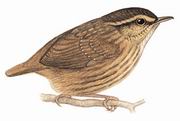 纹胸鹪鹛 Eyebrowed Wren-Babbler