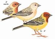 褐头鹀 Red-headed Bunting