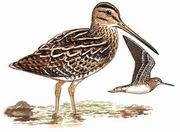 针尾沙锥 Pintail Snipe