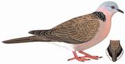 珠颈斑鸠 Spotted Dove