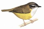 黄腹鹟莺 Yellow-bellied Warbler