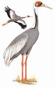 白枕鹤 White-naped Crane