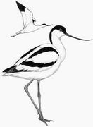 反嘴鹬 Pied Avocet