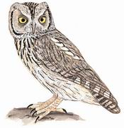 纵纹角鸮 Striated Scops Owl