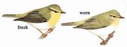 林柳莺 Wood Warbler