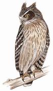 毛腿渔鸮 Blakiston's Fish Owl