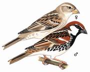 黑胸麻雀 Spanish Sparrow