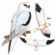 黑翅鸢 Black-winged Kite