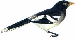 白翅蓝鹊 White-winged Magpie