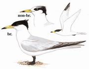 中华凤头燕鸥 Chinese Crested Tern