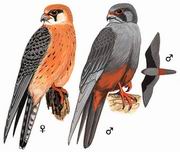 红脚隼 Red-footed Falcon