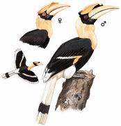 双角犀鸟 Great Pied Hornbill