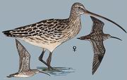 大杓鹬 Far Eastern Curlew