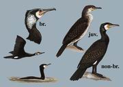 普通鸬鹚 Great Cormorant