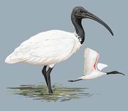 黑头白鹮 Black-headed Ibis