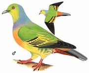 橙胸绿鸠 Orange-breasted Green-Pigeon