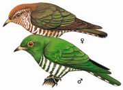 翠金鹃 Asian Emerald Cuckoo