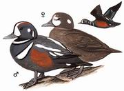 丑鸭 Harlequin Duck