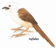 白头鵙鹛 White-hooded Shrike Babbler