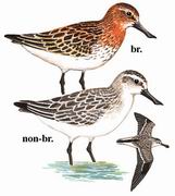 勺嘴鹬 Spoon-billed Sandpiper